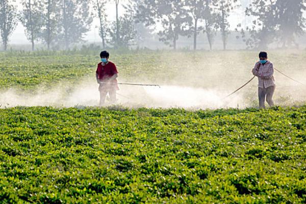 黄河流域的棉区怎么施肥，8月初需亩施尿素5公斤
