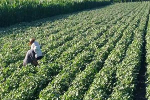 黄河流域的棉区怎么施肥，8月初需亩施尿素5公斤