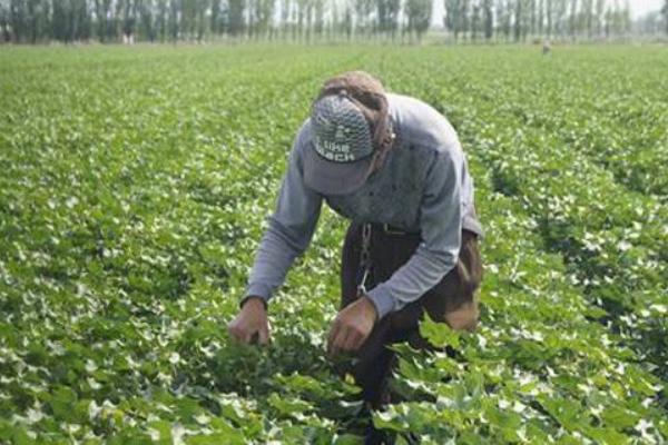 黄河流域的棉区怎么施肥，8月初需亩施尿素5公斤