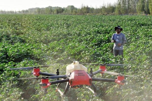 黄河流域的棉区怎么施肥，8月初需亩施尿素5公斤