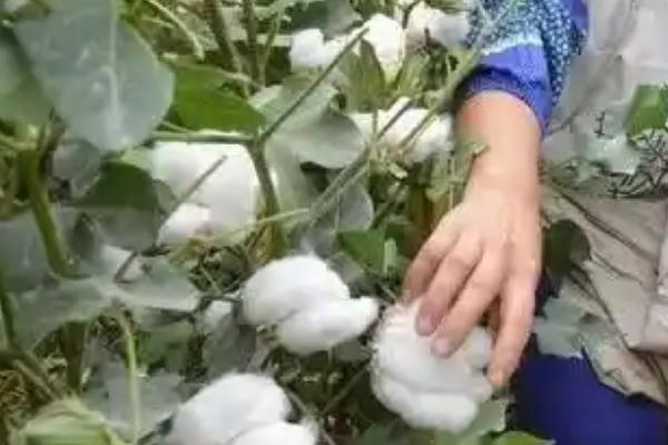 黄河流域的棉区怎么施肥，8月初需亩施尿素5公斤