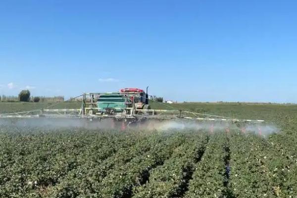 黄河流域的棉区怎么施肥，8月初需亩施尿素5公斤