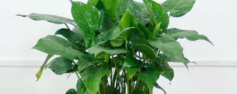 千手观音花家里能不能养，可以放在室内养护