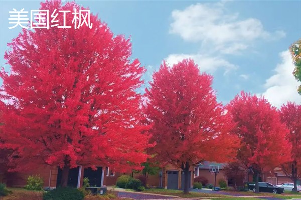 彩叶树的品种，有美国红枫、金叶水杉等