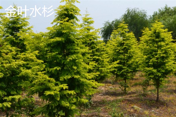 彩叶树的品种，有美国红枫、金叶水杉等