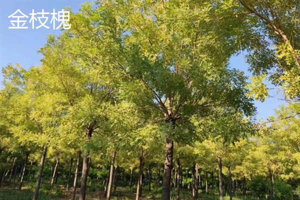 彩叶树的品种，有美国红枫、金叶水杉等