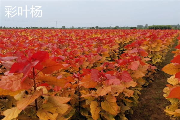彩叶树的品种，有美国红枫、金叶水杉等