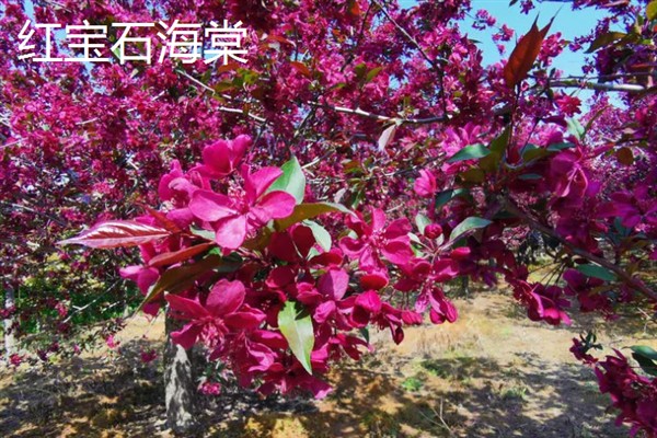 彩叶树的品种，有美国红枫、金叶水杉等