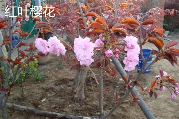 彩叶树的品种，有美国红枫、金叶水杉等