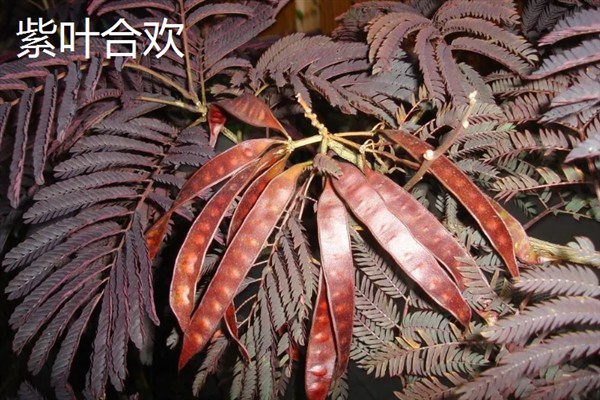 彩叶树的品种，有美国红枫、金叶水杉等