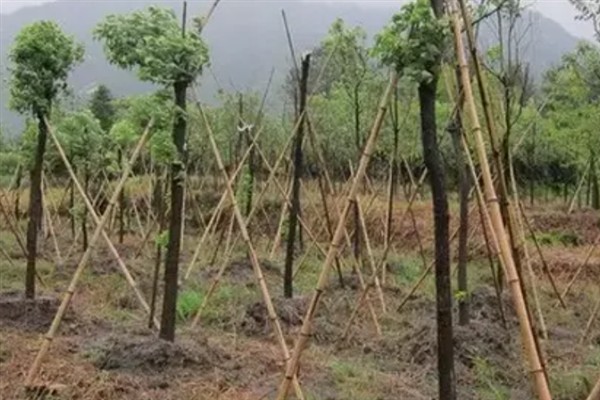 彩叶树的品种，有美国红枫、金叶水杉等