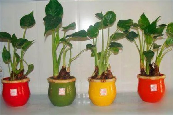 千手观音花家里能不能养，可以放在室内养护