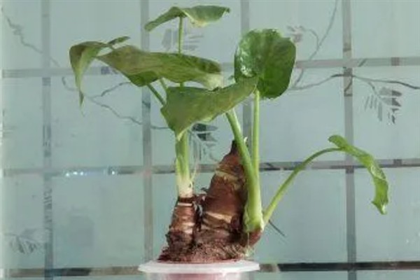 千手观音花家里能不能养，可以放在室内养护