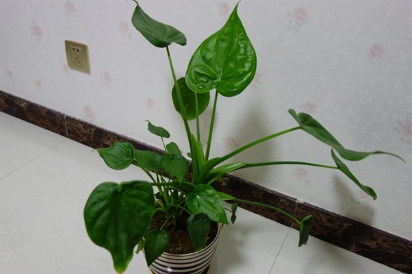 千手观音花家里能不能养，可以放在室内养护