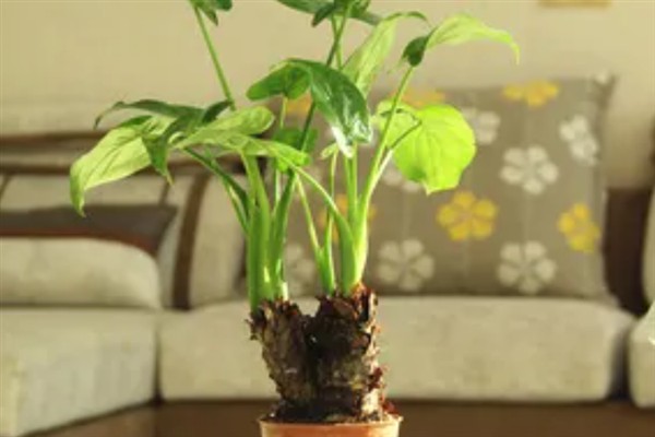 千手观音花家里能不能养，可以放在室内养护