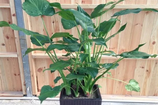 千手观音花家里能不能养，可以放在室内养护