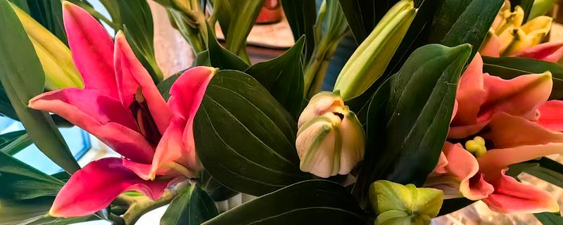 百合花有什么花语，代表纯真纯洁、美好家庭等含义