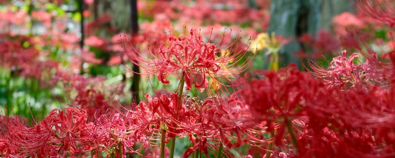 赠送彼岸花的含义，代表无尽的爱情、无尽的思念等含义