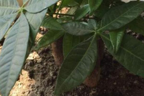 发财树刚种下去要不要浇水，移栽后不宜立刻进行浇水