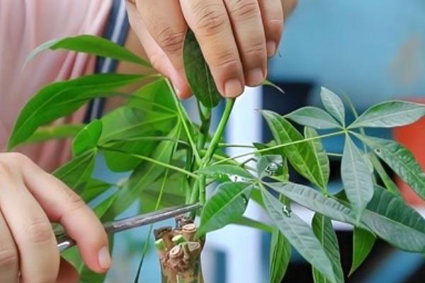 发财树刚种下去要不要浇水，移栽后不宜立刻进行浇水