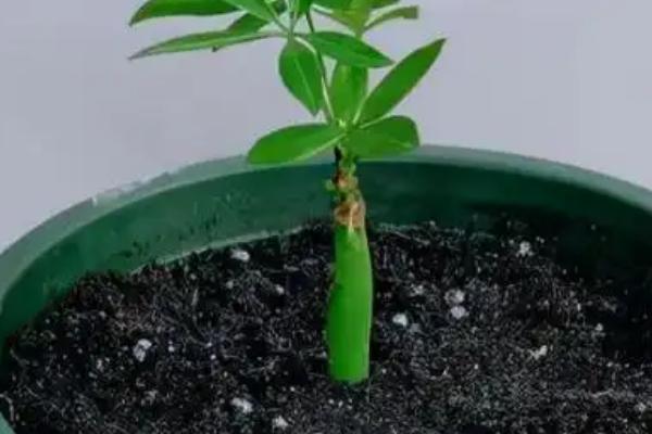 发财树刚种下去要不要浇水，移栽后不宜立刻进行浇水