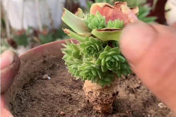 多肉砍头后如何处理，要确保盆土周围环境干燥