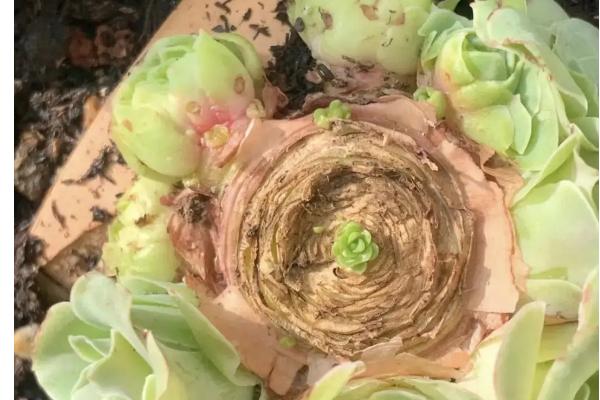 多肉砍头后如何处理，要确保盆土周围环境干燥