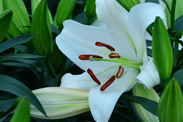 百合花有什么花语，代表纯真纯洁、美好家庭等含义
