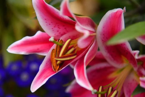 百合花有什么花语，代表纯真纯洁、美好家庭等含义