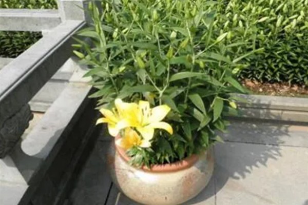 百合花有什么花语，代表纯真纯洁、美好家庭等含义