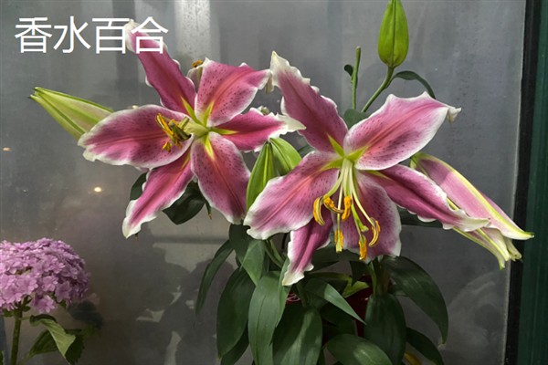 百合花有什么花语，代表纯真纯洁、美好家庭等含义