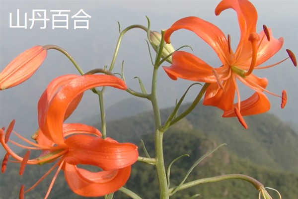 百合花有什么花语，代表纯真纯洁、美好家庭等含义