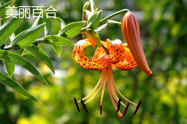 百合花有什么花语，代表纯真纯洁、美好家庭等含义