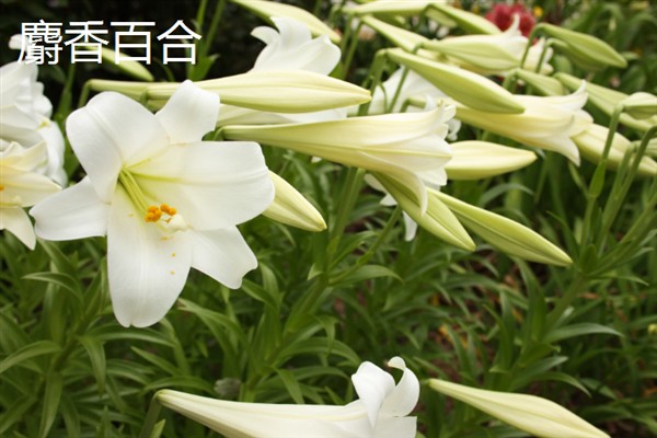 百合花有什么花语，代表纯真纯洁、美好家庭等含义