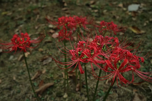 赠送彼岸花的含义，代表无尽的爱情、无尽的思念等含义
