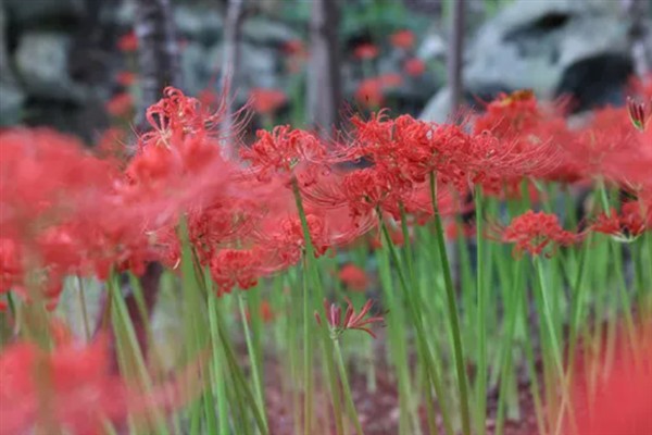 赠送彼岸花的含义，代表无尽的爱情、无尽的思念等含义