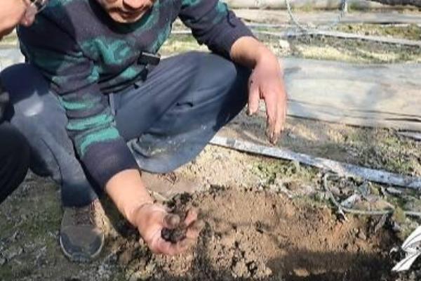 车厘子苗过冬前要注意什么，追施磷钾肥可提高植株的抗寒能力