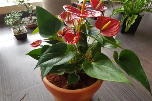红掌叶子发黄焦边干枯的原因及解决方法，可能是土壤不适合所致