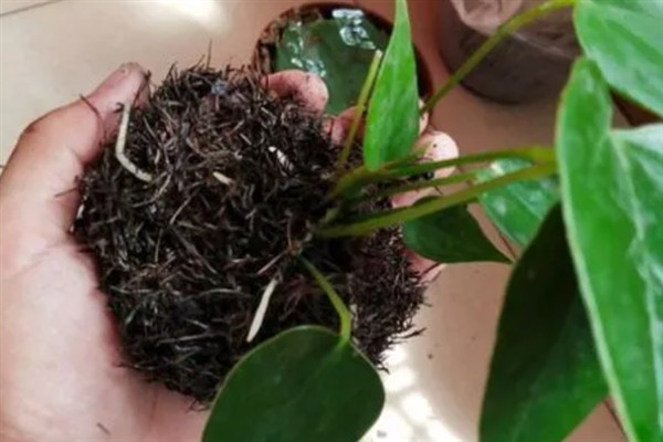 红掌叶子发黄焦边干枯的原因及解决方法，可能是土壤不适合所致