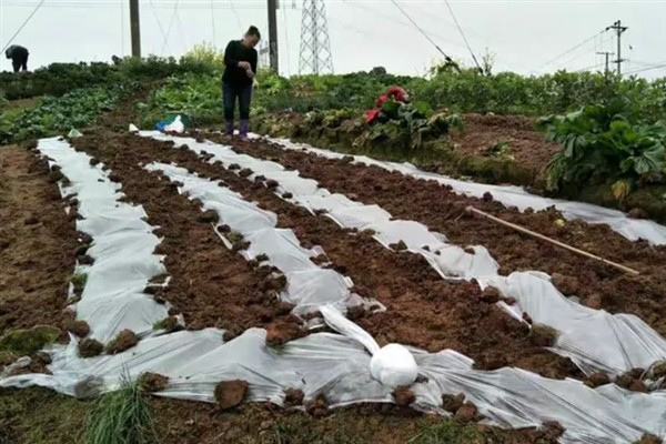 地膜口能不能用土封，不建议用土封地膜口