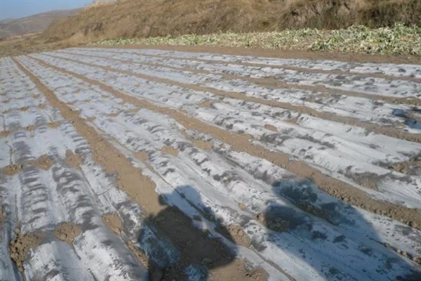地膜口能不能用土封，不建议用土封地膜口