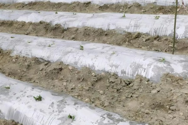 地膜口能不能用土封，不建议用土封地膜口