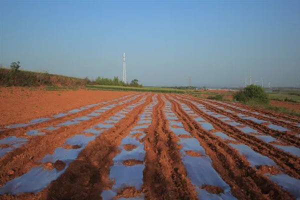 地膜口能不能用土封，不建议用土封地膜口