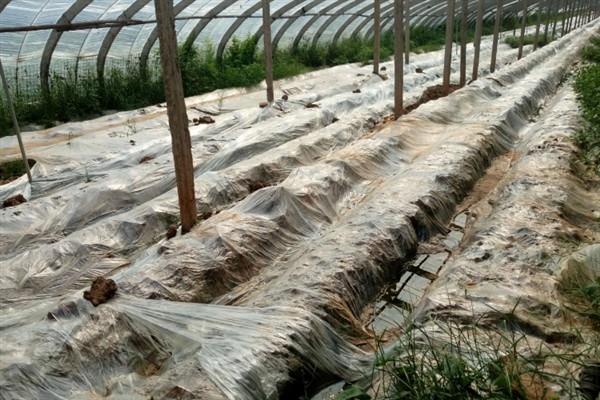 地膜口能不能用土封，不建议用土封地膜口