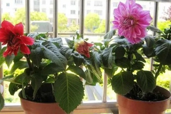 大丽花的矮化方法，对植株摘心、喷施矮壮素可以控制株高