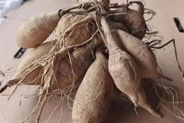 大丽花的矮化方法，对植株摘心、喷施矮壮素可以控制株高