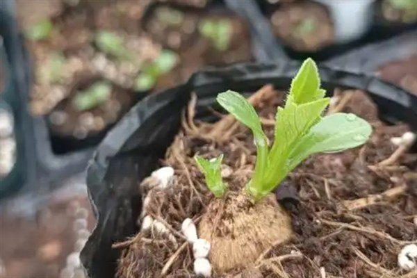 大丽花的矮化方法，对植株摘心、喷施矮壮素可以控制株高