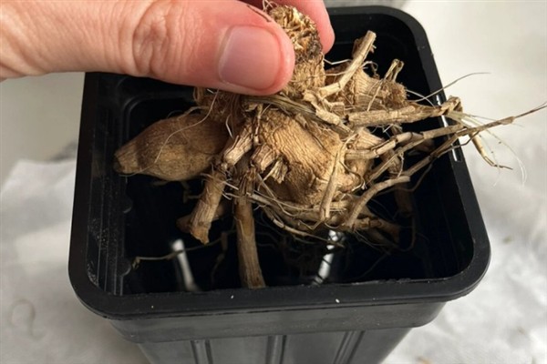 大丽花的矮化方法，对植株摘心、喷施矮壮素可以控制株高