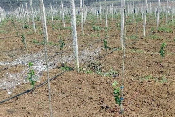 种植黄金百香果有哪些注意事项，树枝徒长需及时进行修剪