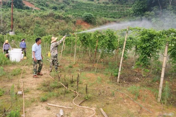 种植黄金百香果有哪些注意事项，树枝徒长需及时进行修剪